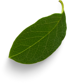 Isolated Cutout PNG